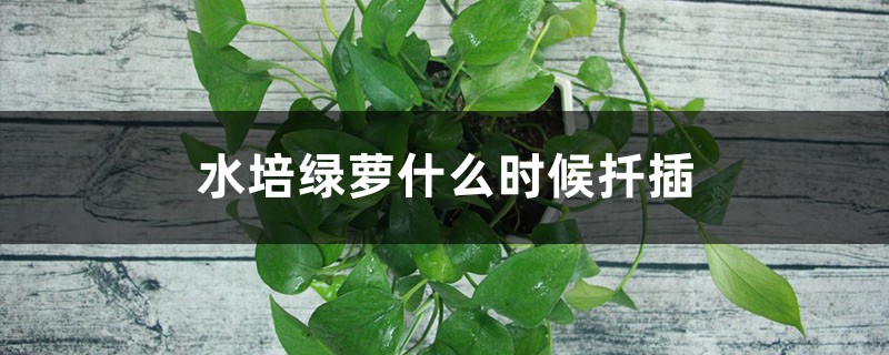 水培绿萝什么时候扦插(步骤图解),多久生根? 水培绿萝什么时候扦插(步骤图解),多久生根?