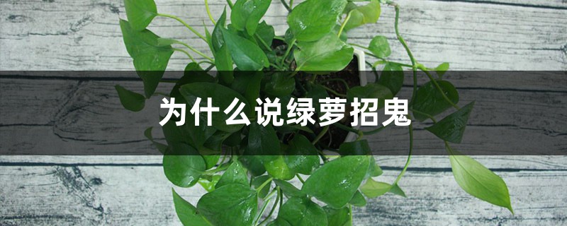 为什么说绿萝招鬼,绿萝有邪气是真的吗? 为什么说绿萝招鬼,绿萝有邪气是真的吗?