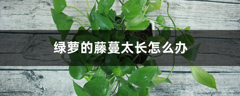 绿萝的藤蔓太长怎么办,怎么做攀爬架、缠绕造型好看? 绿萝的藤蔓太长怎么办,怎么做攀爬架、缠绕造型好看?