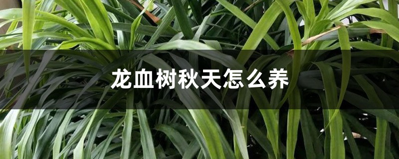 龙血树秋天怎么养 龙血树秋天怎么养