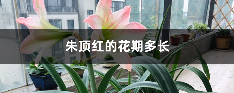 朱顶红的花期多长 朱顶红的花期多长