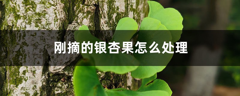 刚摘的银杏果怎么处理 刚摘的银杏果怎么处理