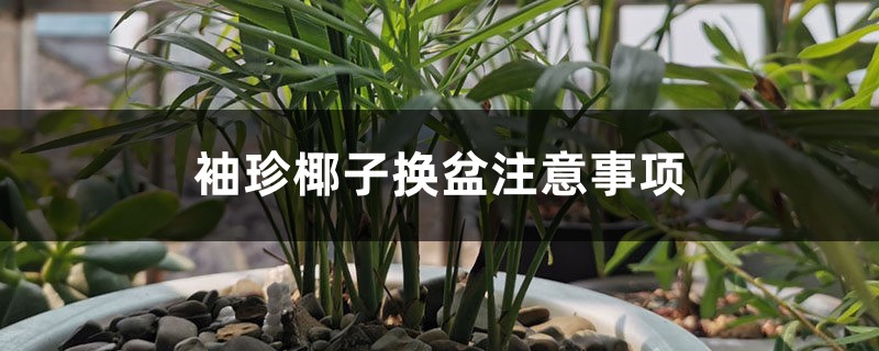 袖珍椰子换盆注意事项 袖珍椰子换盆注意事项