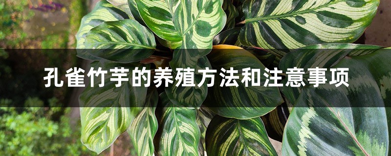 孔雀竹芋的养殖方法和注意事项 孔雀竹芋的养殖方法和注意事项