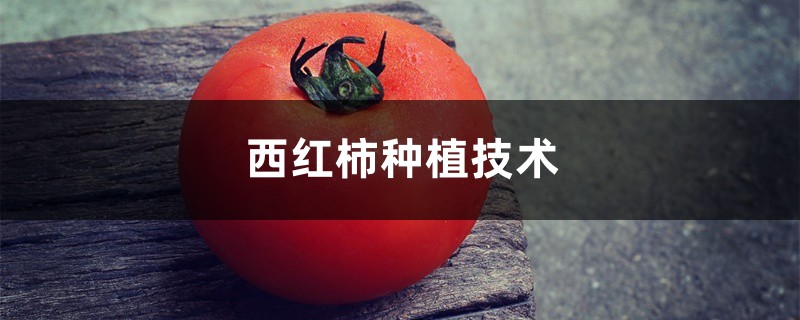 西红柿种植技术 西红柿种植技术