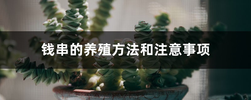 钱串的养殖方法和注意事项 钱串的养殖方法和注意事项