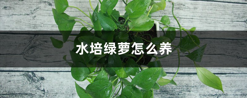 水培绿萝怎么养 水培绿萝怎么养