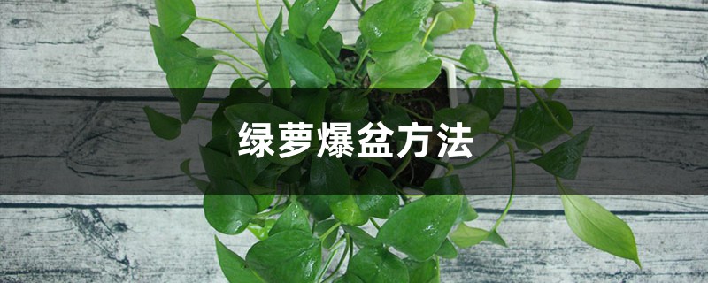 家家都养的“绿萝”,达人总结出3招,让绿萝30天长满盆 家家都养的“绿萝”,达人总结出3招,让绿萝30天长满盆