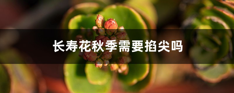 长寿花秋季需要掐尖吗 长寿花秋季需要掐尖吗