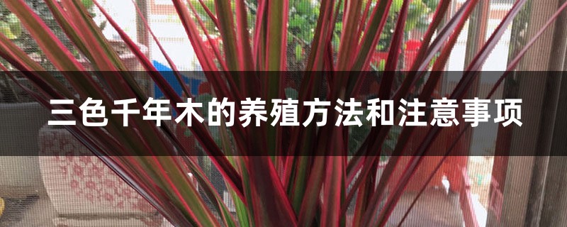 三色千年木的养殖方法和注意事项 三色千年木的养殖方法和注意事项