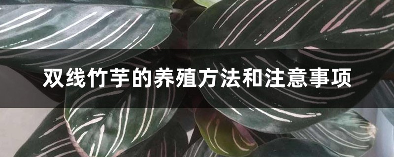 双线竹芋的养殖方法和注意事项 双线竹芋的养殖方法和注意事项