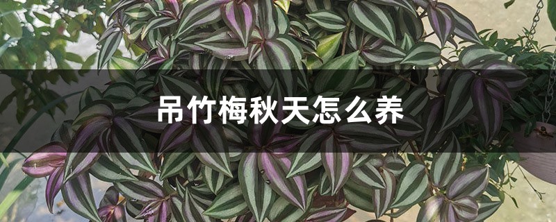 吊竹梅秋天怎么养 吊竹梅秋天怎么养