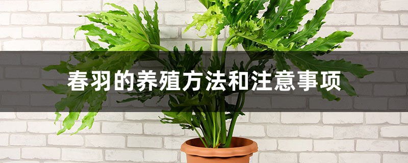 春羽的养殖方法和注意事项 春羽的养殖方法和注意事项