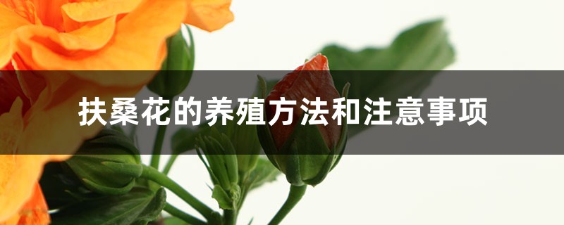 扶桑花的养殖方法和注意事项 扶桑花的养殖方法和注意事项
