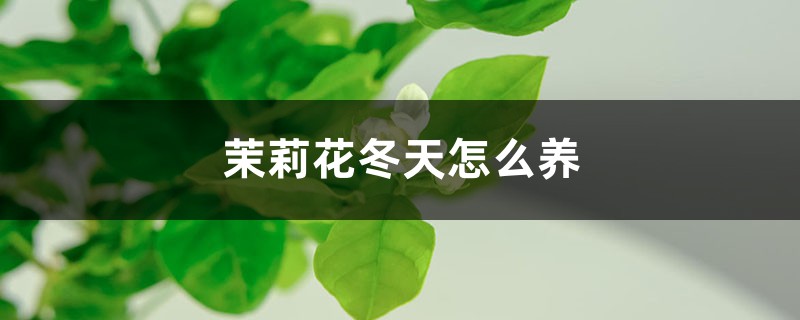 茉莉花冬天怎么养 茉莉花冬天怎么养