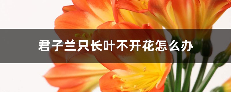 君子兰叶子油绿却不开花,换种肥试试看,年年开出大红花 君子兰叶子油绿却不开花,换种肥试试看,年年开出大红花