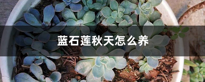 蓝石莲秋天怎么养