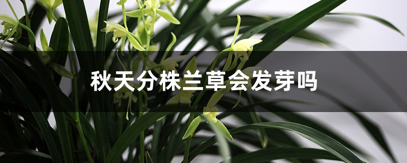 秋天分株兰草会发芽吗,成活率怎样? 秋天分株兰草会发芽吗,成活率怎样?