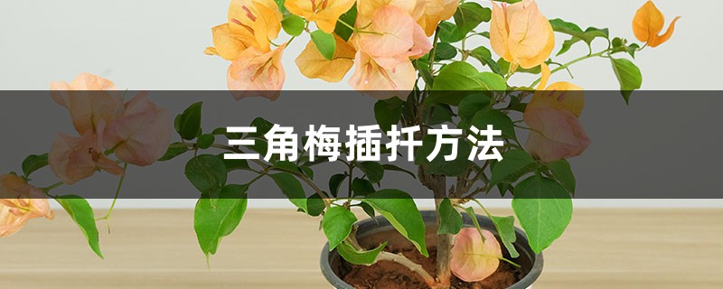 三角梅插扦方法:几月份扦插、如何生根快? 三角梅插扦方法:几月份扦插、如何生根快?