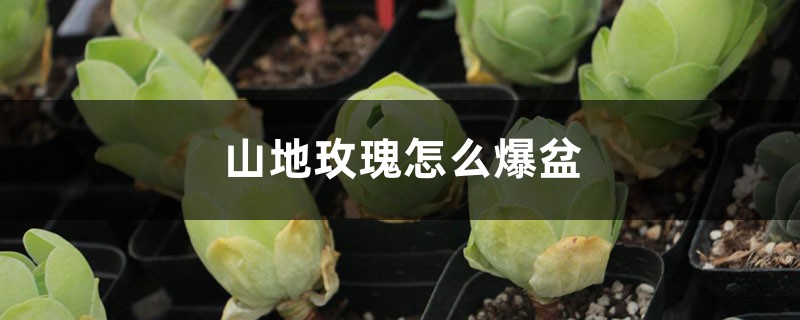 多肉山地玫瑰的养殖方法,怎么养才能爆盆? 多肉山地玫瑰的养殖方法,怎么养才能爆盆?