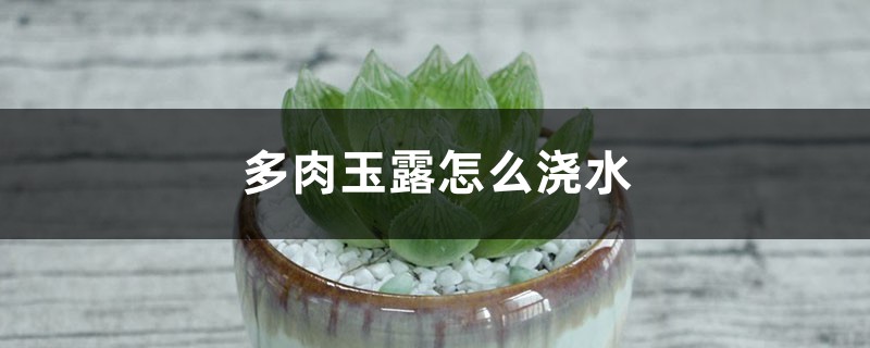 多肉玉露怎么浇水,适合什么盆,用什么土养好? 多肉玉露怎么浇水,适合什么盆,用什么土养好?
