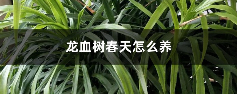 龙血树春天怎么养 龙血树春天怎么养