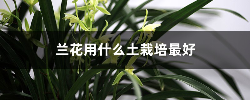 兰花用什么土栽培最好(配制方法详解) 兰花用什么土栽培最好(配制方法详解)