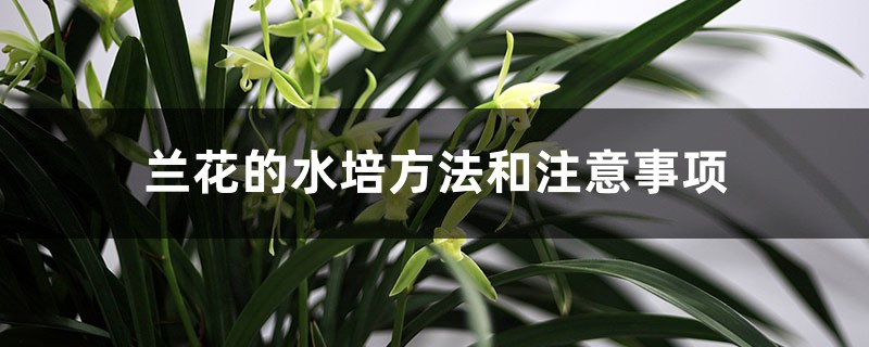 兰花的水培方法和注意事项,需要浇多少水? 兰花的水培方法和注意事项,需要浇多少水?