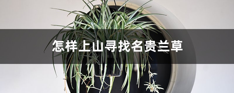 怎样上山寻找名贵兰草,兰草和吊兰有区别吗? 怎样上山寻找名贵兰草,兰草和吊兰有区别吗?