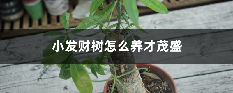 小发财树怎么养才茂盛,怎么浇水 小发财树怎么养才茂盛,怎么浇水