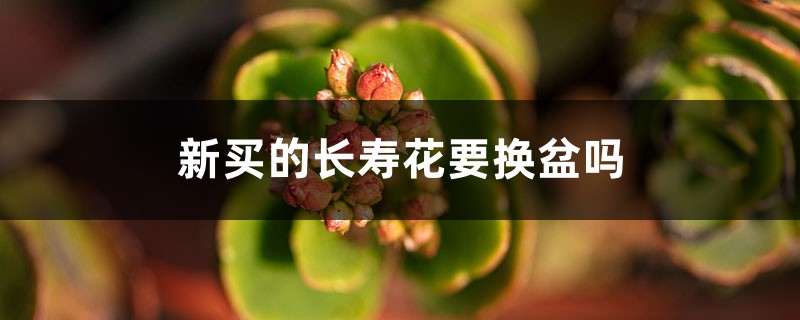 新买的长寿花要换盆吗,能浇水吗? 新买的长寿花要换盆吗,能浇水吗?