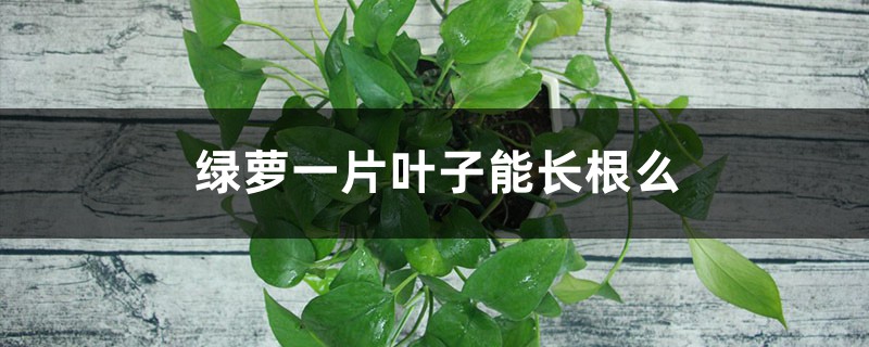 绿萝一片叶子能长根么,能插活么? 绿萝一片叶子能长根么,能插活么?