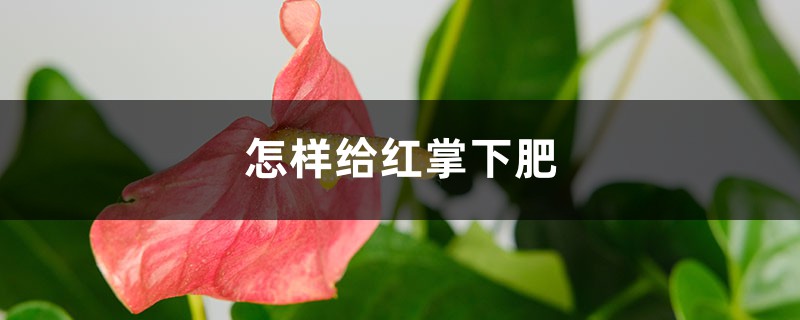 怎样给红掌下肥,施什么肥能开花? 怎样给红掌下肥,施什么肥能开花?
