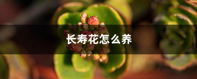 长寿花如何养,怎么才能爆盆? 长寿花如何养,怎么才能爆盆?