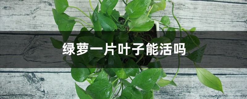 绿萝一片叶子能活吗,可以水培生根繁殖吗 绿萝一片叶子能活吗,可以水培生根繁殖吗