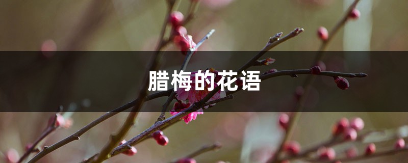 腊梅的花语和象征 腊梅的花语和象征