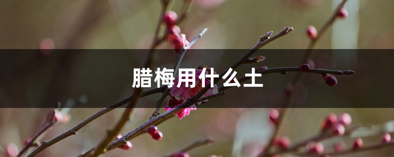 盆栽腊梅用什么土,施什么肥 盆栽腊梅用什么土,施什么肥