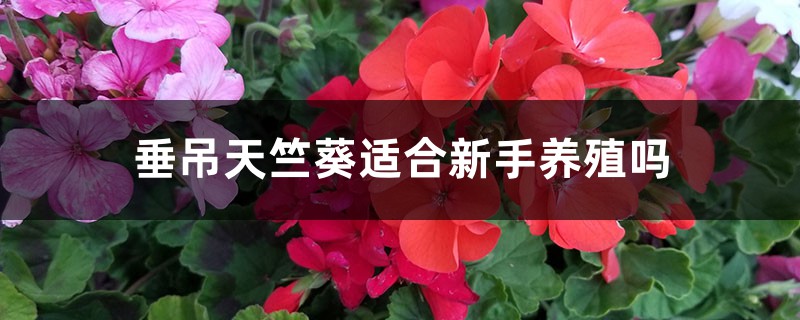 垂吊天竺葵好养吗:能养几年,可以在室内养吗 垂吊天竺葵好养吗:能养几年,可以在室内养吗