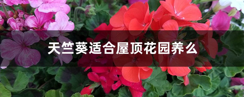 天竺葵适合屋顶花园养么,适合放室内吗? 天竺葵适合屋顶花园养么,适合放室内吗?