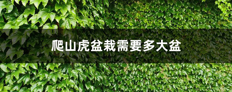 爬山虎盆栽需要多大盆,一年能长多少? 爬山虎盆栽需要多大盆,一年能长多少?