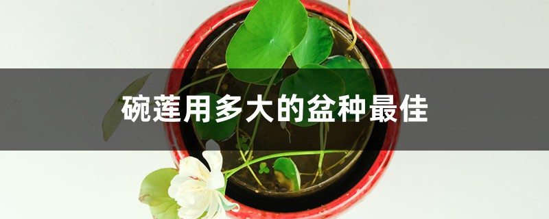 碗莲用多大的盆种最佳,可以一直水养吗? 碗莲用多大的盆种最佳,可以一直水养吗?