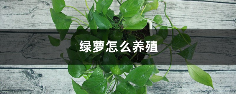 绿萝怎么养殖:长得又快有茂密,爆盆爬满墙 绿萝怎么养殖:长得又快有茂密,爆盆爬满墙