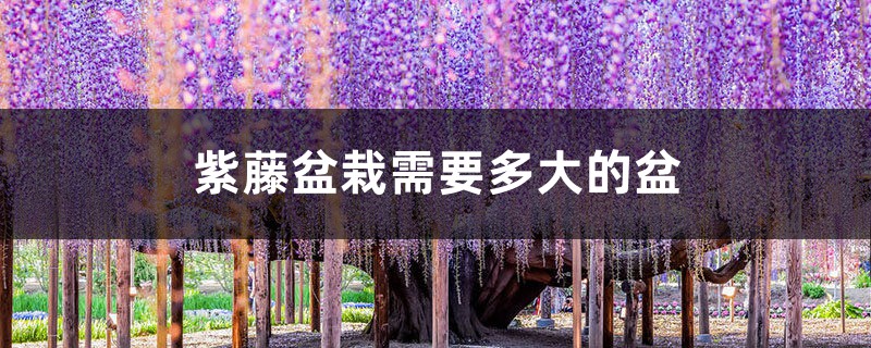 紫藤盆栽需要多大的盆(附盆栽种植方法) 紫藤盆栽需要多大的盆(附盆栽种植方法)