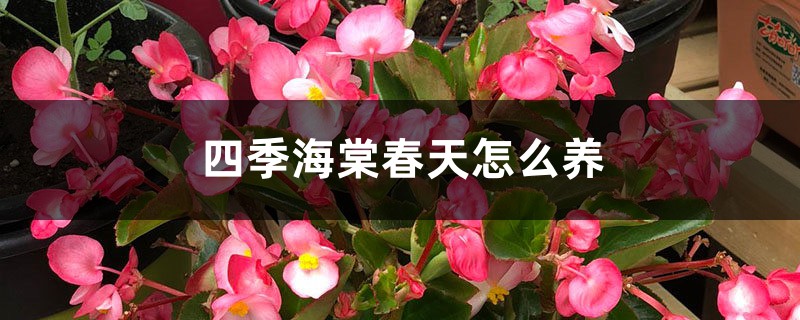 四季海棠春天怎么养 四季海棠春天怎么养
