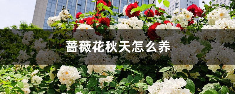 蔷薇花秋天怎么养 蔷薇花秋天怎么养