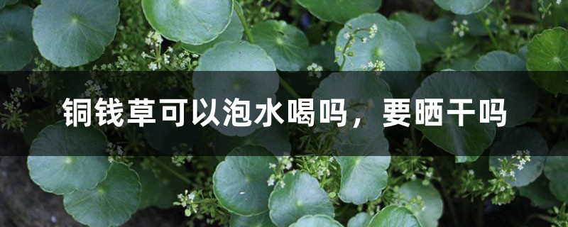 铜钱草可以泡水喝吗,要晒干吗 铜钱草可以泡水喝吗,要晒干吗