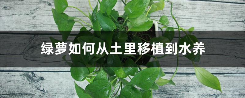绿萝从土里移植到水养,要注意什么 绿萝从土里移植到水养,要注意什么