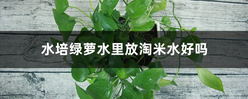 水培绿萝水里放淘米水好吗,能长得更旺盛吗,会烂根吗 水培绿萝水里放淘米水好吗,能长得更旺盛吗,会烂根吗