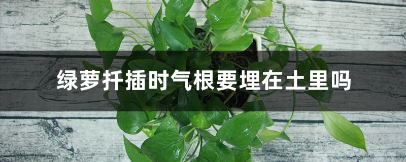 绿萝扦插时气根要埋在土里吗,气根怎么扦插 绿萝扦插时气根要埋在土里吗,气根怎么扦插