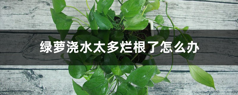 绿萝浇水太多烂根了怎么办,烂根有什么表现 绿萝浇水太多烂根了怎么办,烂根有什么表现